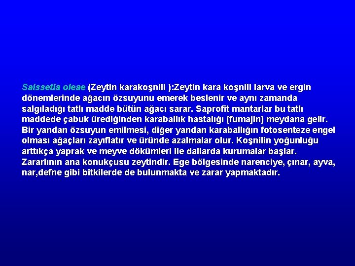 Saissetia oleae (Zeytin karakoşnili ): Zeytin kara koşnili larva ve ergin dönemlerinde ağacın özsuyunu