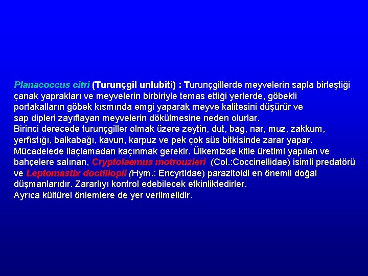 Planacoccus citri (Turunçgil unlubiti) : Turunçgillerde meyvelerin sapla birleştiği çanak yaprakları ve meyvelerin birbiriyle