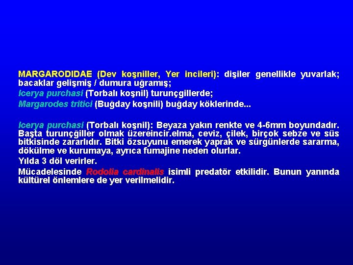 MARGARODIDAE (Dev koşniller, Yer incileri): dişiler genellikle yuvarlak; bacaklar gelişmiş / dumura uğramış; Icerya