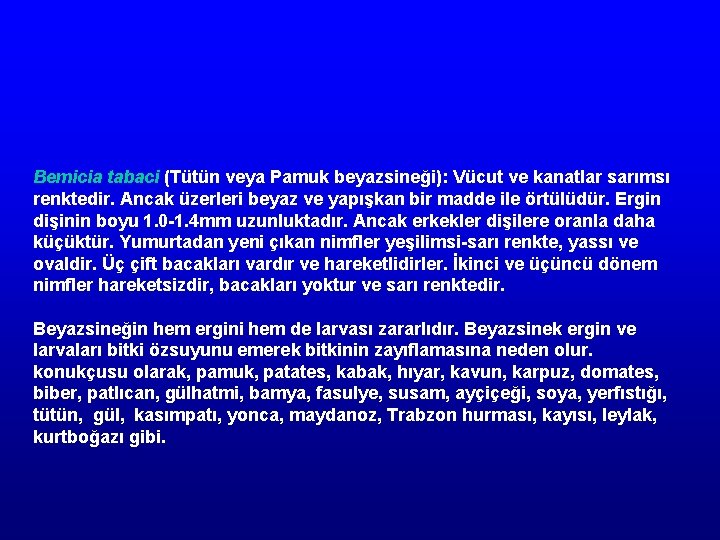 Bemicia tabaci (Tütün veya Pamuk beyazsineği): Vücut ve kanatlar sarımsı renktedir. Ancak üzerleri beyaz