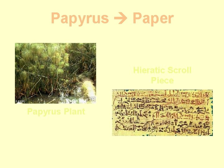 Papyrus Paper Hieratic Scroll Piece Papyrus Plant 