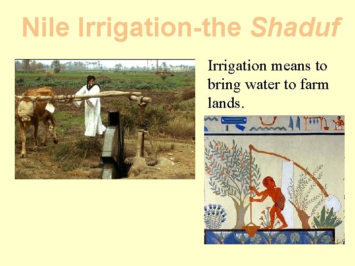 Nile Irrigation-the Shaduf Irrigation means to bring water to farm lands. 