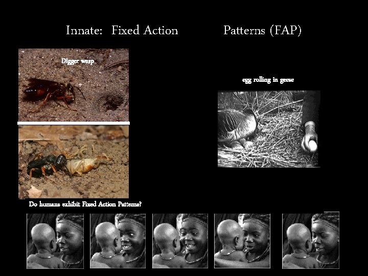 Innate: Fixed Action Patterns (FAP) Digger wasp egg rolling in geese Do humans exhibit