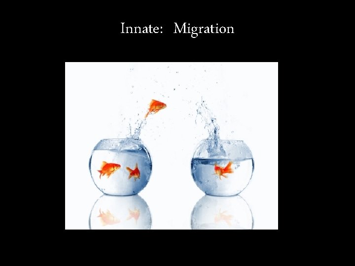 Innate: Migration 