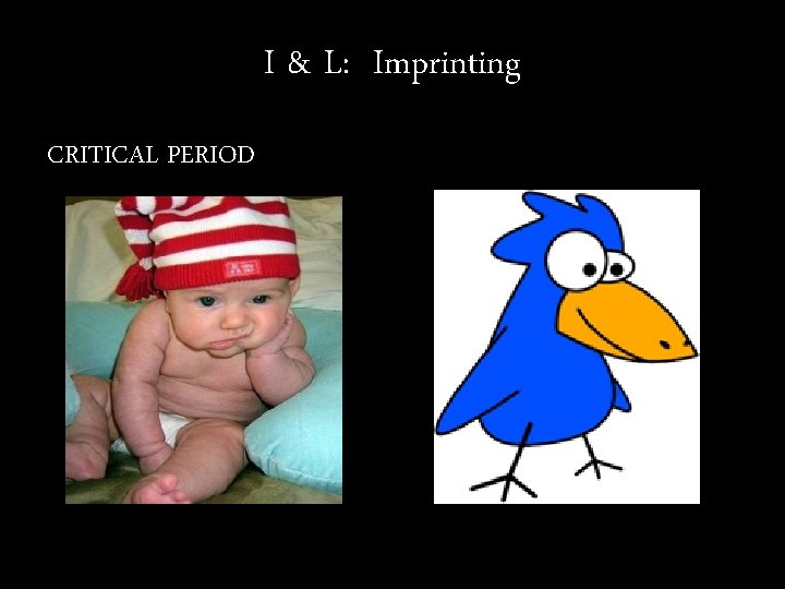 I & L: Imprinting CRITICAL PERIOD 