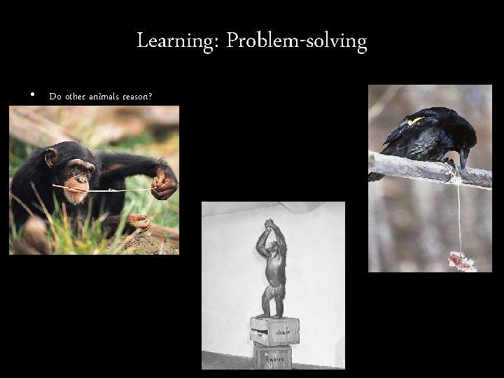Learning: Problem-solving • Do other animals reason? crow 
