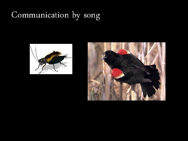 Communication by song 