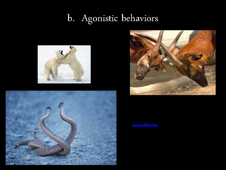 b. Agonistic behaviors Lizard Behavior 