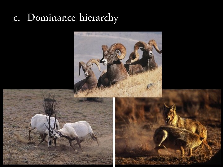 c. Dominance hierarchy 