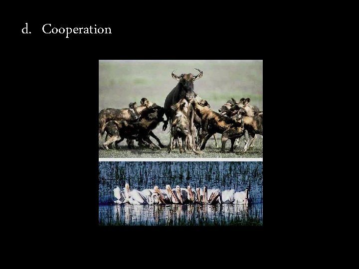 d. Cooperation 