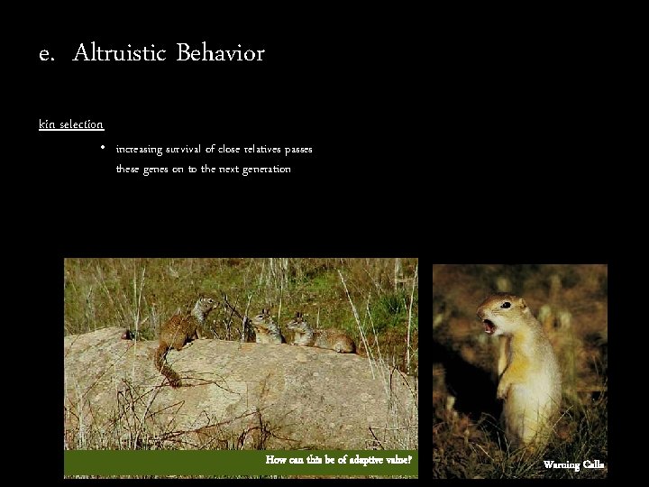 e. Altruistic Behavior kin selection • increasing survival of close relatives passes these genes