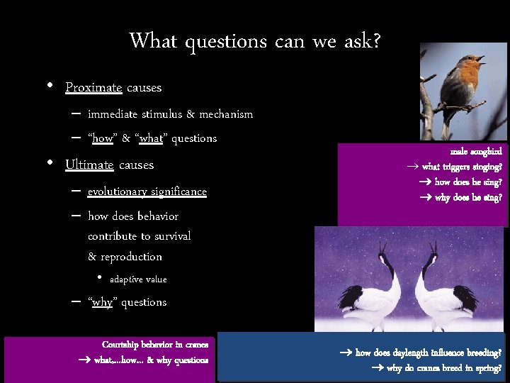 What questions can we ask? • Proximate causes – immediate stimulus & mechanism –