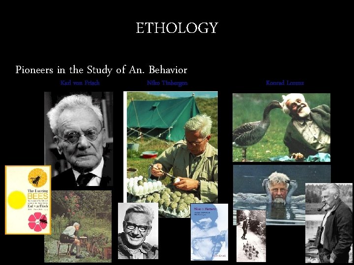 ETHOLOGY Pioneers in the Study of An. Behavior Karl von Frisch Niko Tinbergen Konrad