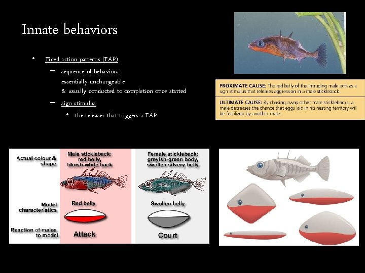 Innate behaviors • Fixed action patterns (FAP) – sequence of behaviors essentially unchangeable &
