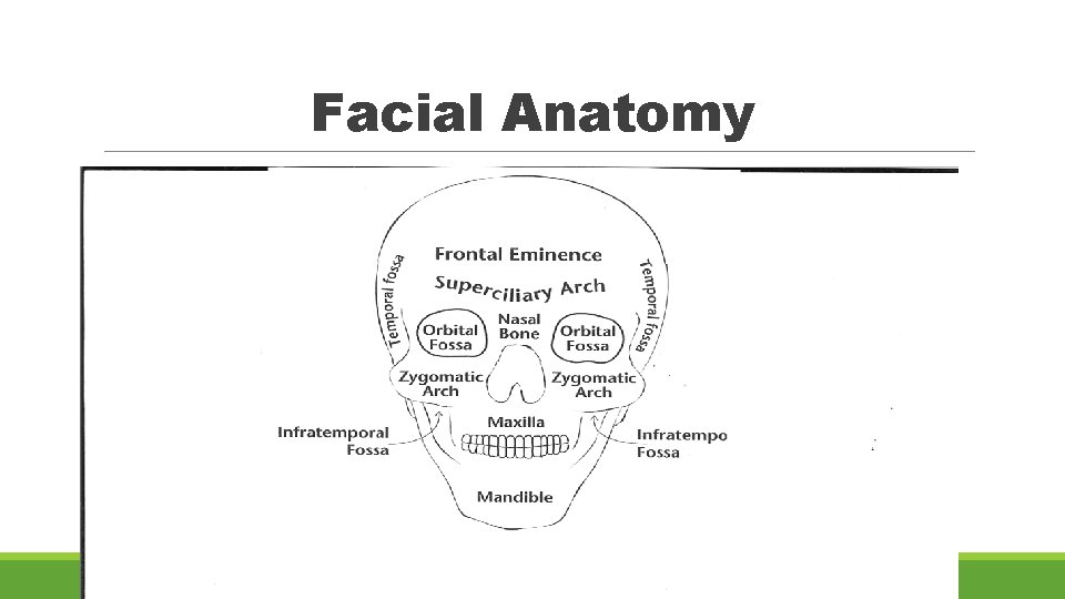 Facial Anatomy 