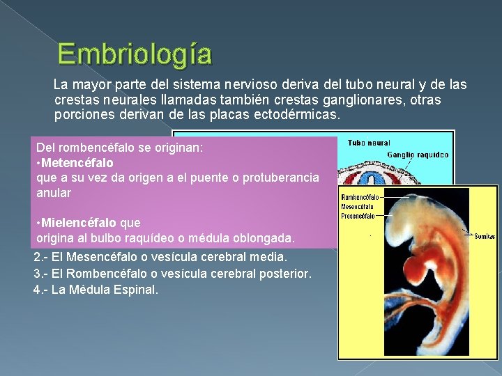 Embriología La mayor parte del sistema nervioso deriva del tubo neural y de las