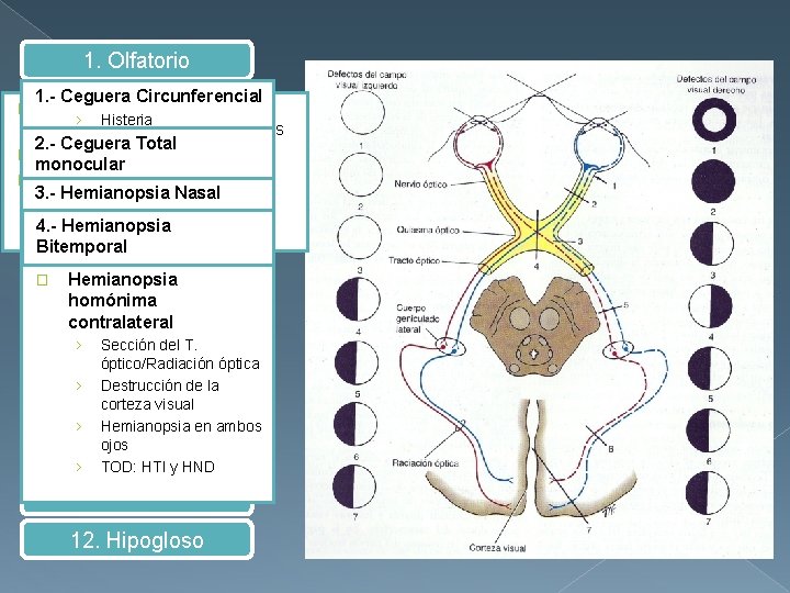 1. Olfatorio 1. - Ceguera Circunferencial del encéfalo, hipófisis y meninges Ganglionares de la