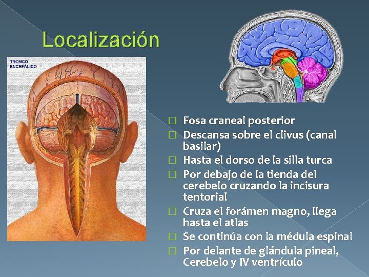 Localización � � � � Fosa craneal posterior Descansa sobre el clivus (canal basilar)