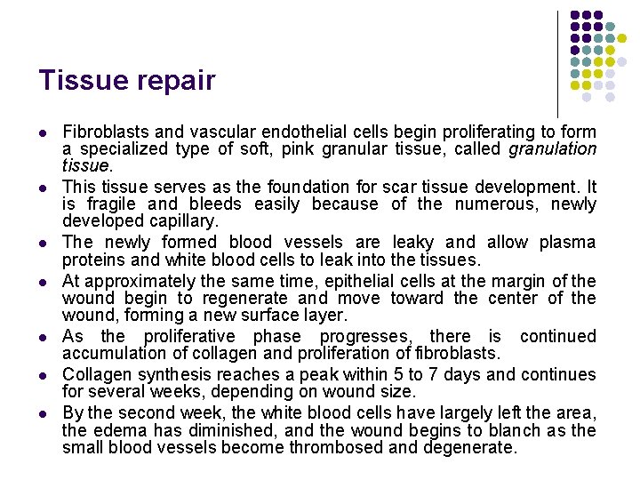 Tissue repair l l l l Fibroblasts and vascular endothelial cells begin proliferating to