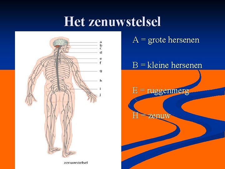 Het zenuwstelsel A = grote hersenen B = kleine hersenen E = ruggenmerg H