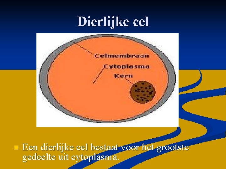 Dierlijke cel n Een dierlijke cel bestaat voor het grootste gedeelte uit cytoplasma. 