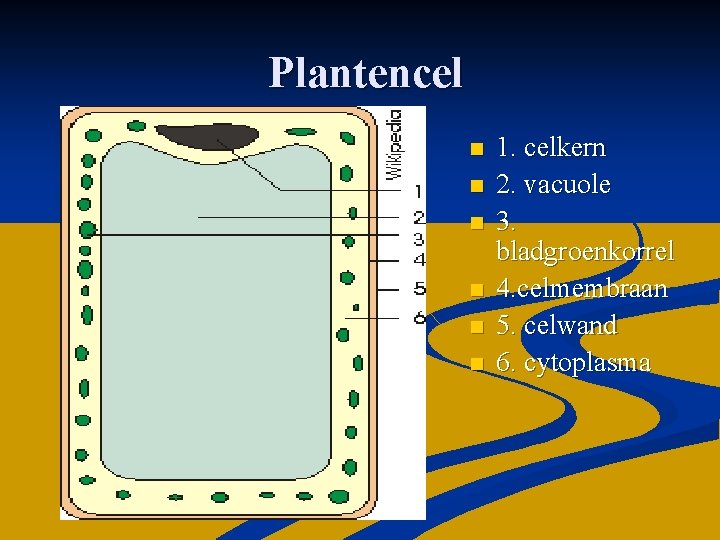 Plantencel n n n 1. celkern 2. vacuole 3. bladgroenkorrel 4. celmembraan 5. celwand