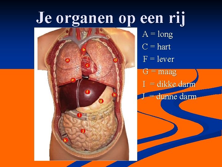 Je organen op een rij A = long C = hart F = lever