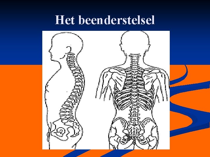 Het beenderstelsel 