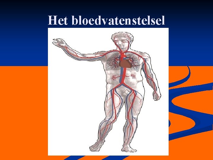 Het bloedvatenstelsel 