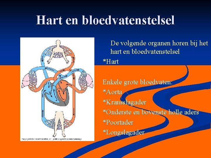 Hart en bloedvatenstelsel De volgende organen horen bij het hart en bloedvatenstelsel *Hart Enkele