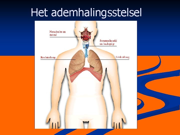 Het ademhalingsstelsel 