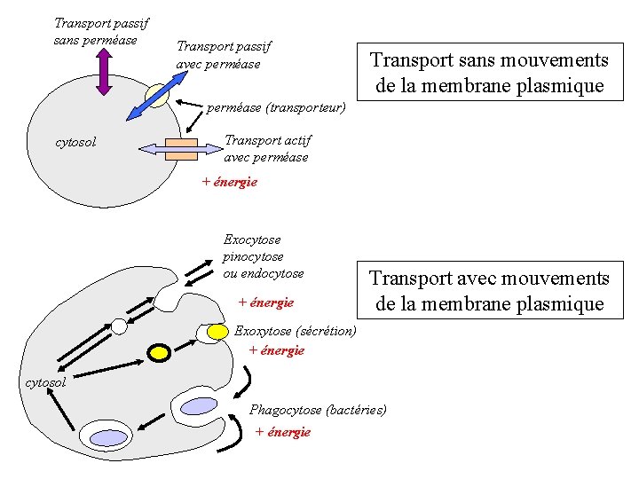 Transport passif sans perméase Transport passif avec perméase Transport sans mouvements de la membrane