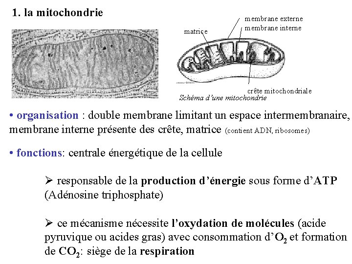 1. la mitochondrie matrice membrane externe membrane interne crête mitochondriale Schéma d’une mitochondrie •