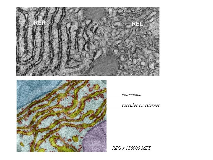 ribosomes saccules ou citernes REG x 156000 MET 