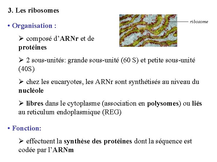 3. Les ribosomes • Organisation : ribosome Ø composé d’ARNr et de protéines Ø
