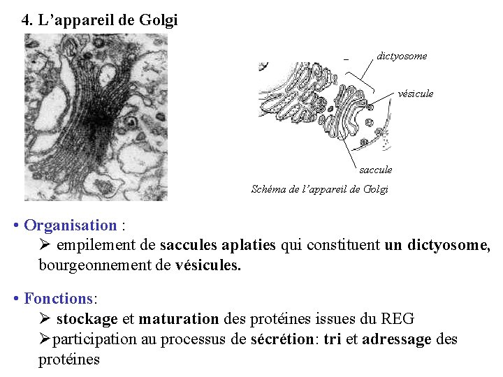 4. L’appareil de Golgi dictyosome vésicule saccule Schéma de l’appareil de Golgi • Organisation