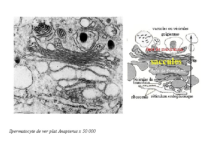 Spermatocyte de ver plat Anapterus x 50 000 