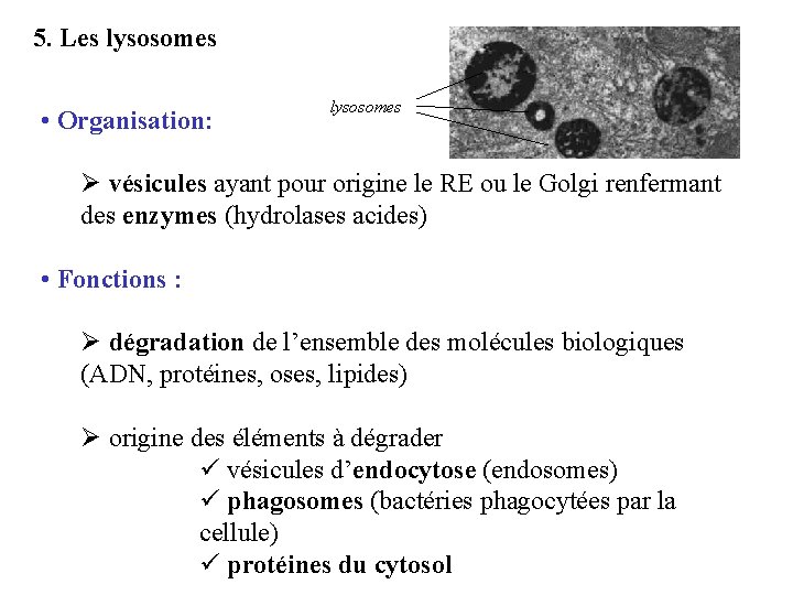 5. Les lysosomes • Organisation: lysosomes Ø vésicules ayant pour origine le RE ou