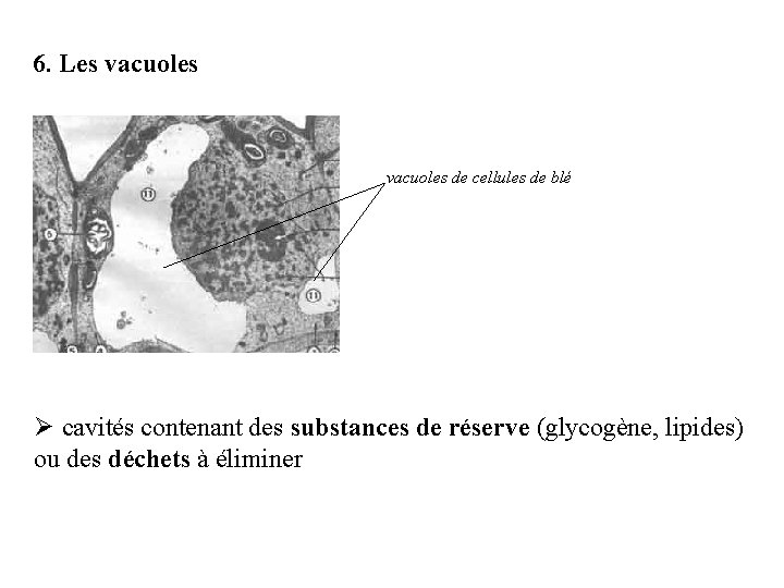 6. Les vacuoles de cellules de blé Ø cavités contenant des substances de réserve
