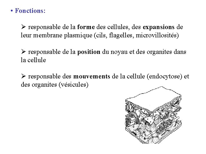  • Fonctions: Ø responsable de la forme des cellules, des expansions de leur