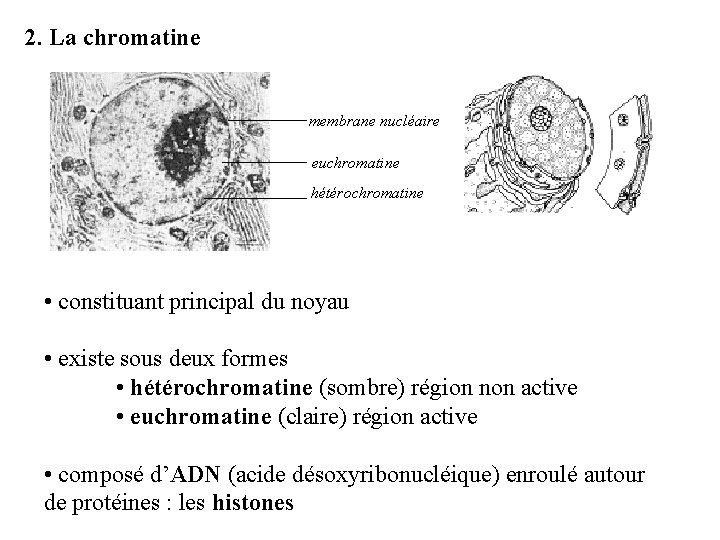 2. La chromatine membrane nucléaire euchromatine hétérochromatine • constituant principal du noyau • existe