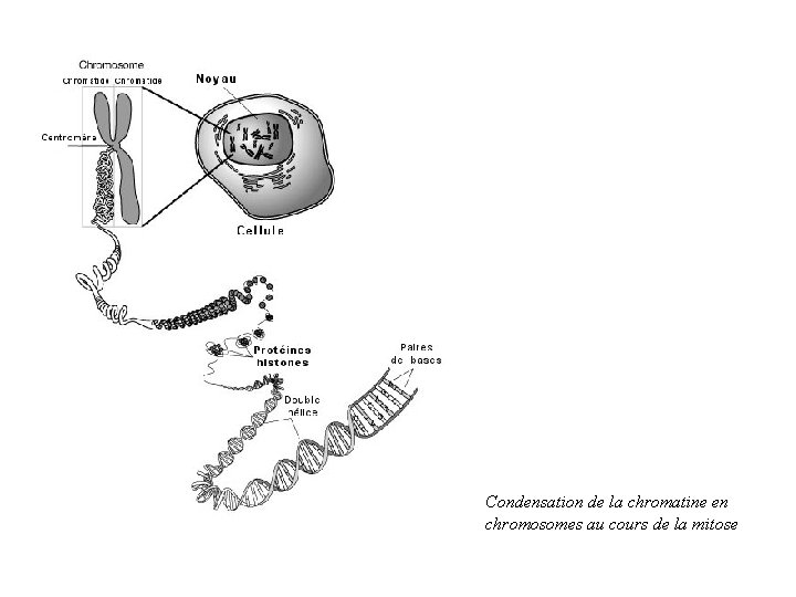 Condensation de la chromatine en chromosomes au cours de la mitose 