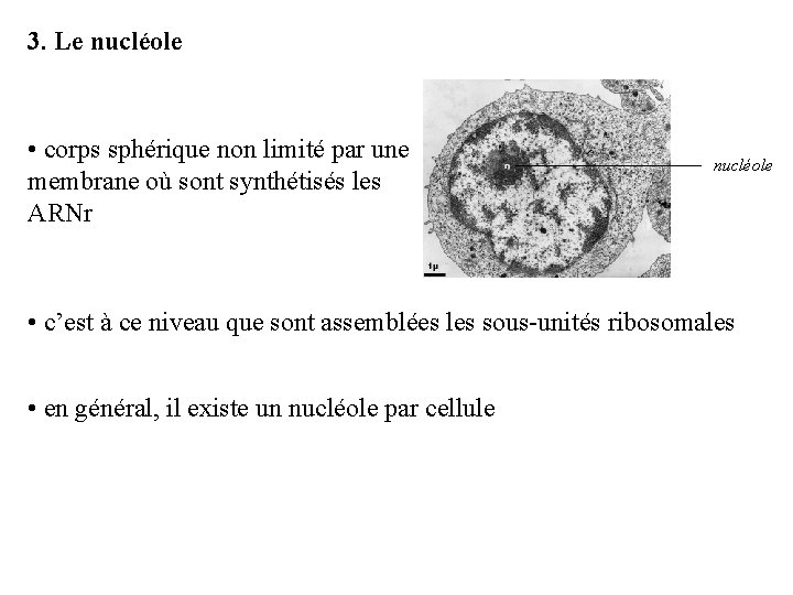 3. Le nucléole • corps sphérique non limité par une membrane où sont synthétisés