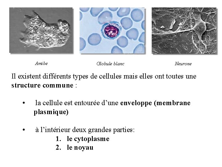 Amibe Globule blanc Neurone Il existent différents types de cellules mais elles ont toutes