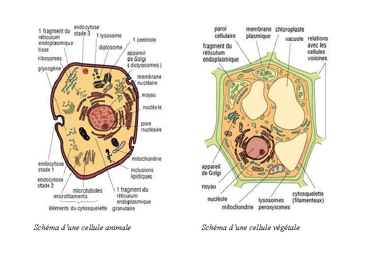 Schéma d’une cellule animale Schéma d’une cellule végétale 