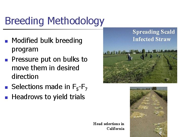 Breeding Methodology n n Spreading Scald Infected Straw Modified bulk breeding program Pressure put