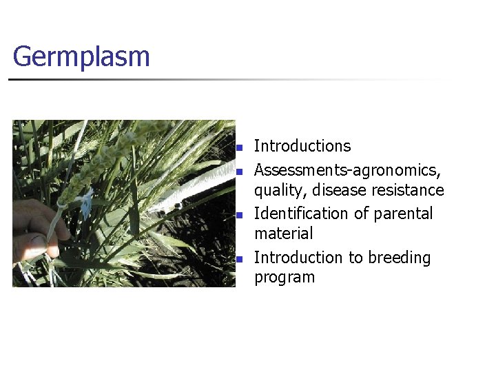 Germplasm n n Introductions Assessments-agronomics, quality, disease resistance Identification of parental material Introduction to