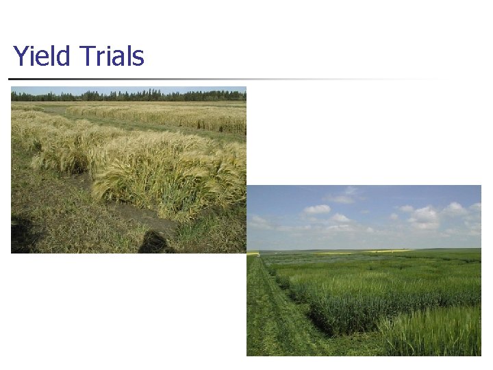 Yield Trials 