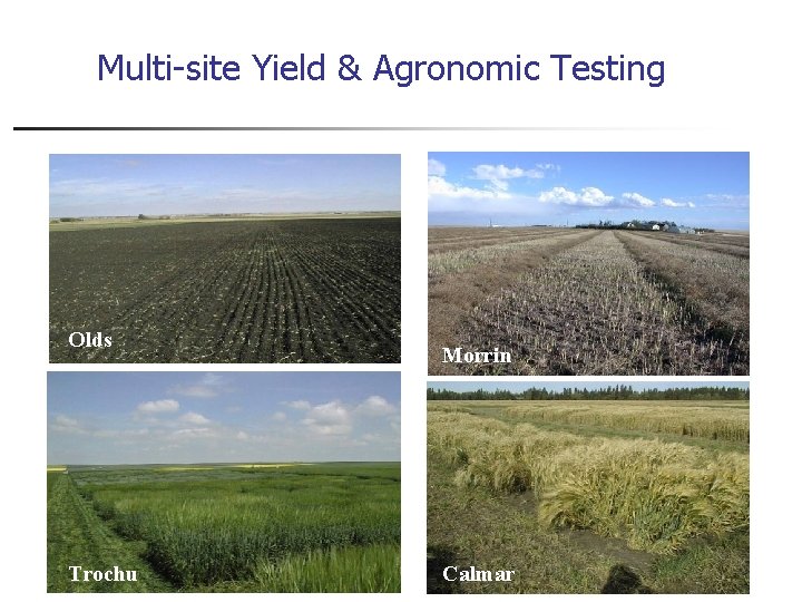 Multi-site Yield & Agronomic Testing Olds Trochu Morrin Calmar 