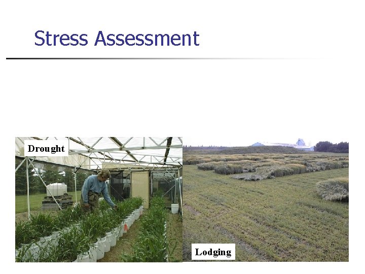 Stress Assessment Drought Lodging 